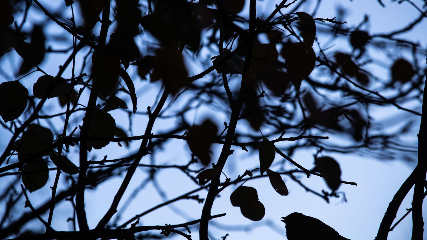 Record warmth to give way to sharp drop in temperatures on Thanksgiving